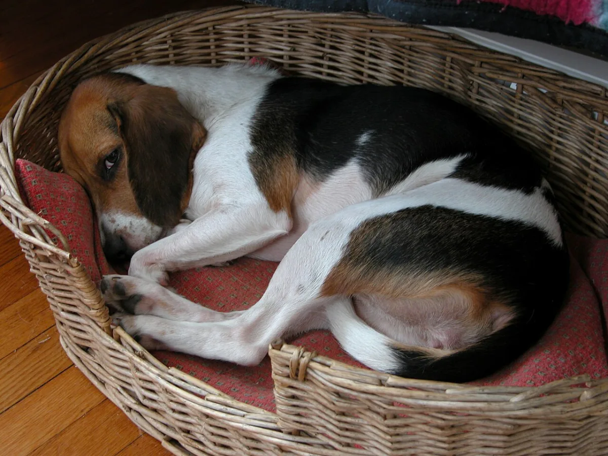 Gedrag en houding: pijn die uw hond niet laat merken