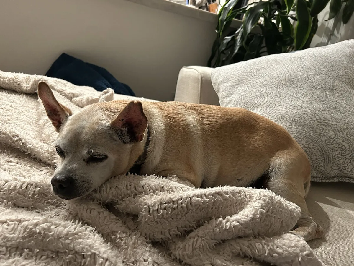 Rust houden na een operatie met een hond die zich prima voelt